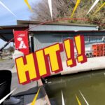 【管理釣り場】やっと釣れました🥰ブラックバスでは無くて、ごめんなさい🙇‍♀️#釣り堀#ウキ釣り