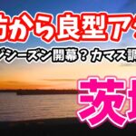 茨城県にある尺アジが釣れる堤防で良型アジ！シーズン開幕？カマス調査もしてみた