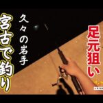 【ロックフィッシュ】宮古でブラクリ足元狙い釣り！ #ライトゲーム #海釣り #岩手釣り #ロックフィッシュ