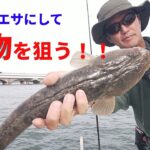 【浜名湖】浜名湖伝統釣法　ハゼを泳がせた弁天流し釣り！
