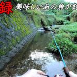 新記録！！デカい！！川魚で一番美味しいあの魚！！