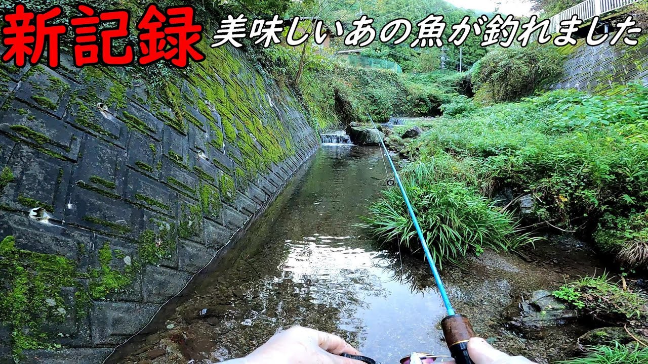新記録！！デカい！！川魚で一番美味しいあの魚！！