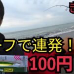 【神コスパ】遠州灘サーフで検証！ダイソージグだけで連発！【激ウマ刺し身】