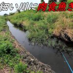 この細い川に肉食魚ぎっしり過ぎてヤバい！！