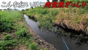この細い川に肉食魚ぎっしり過ぎてヤバい!!