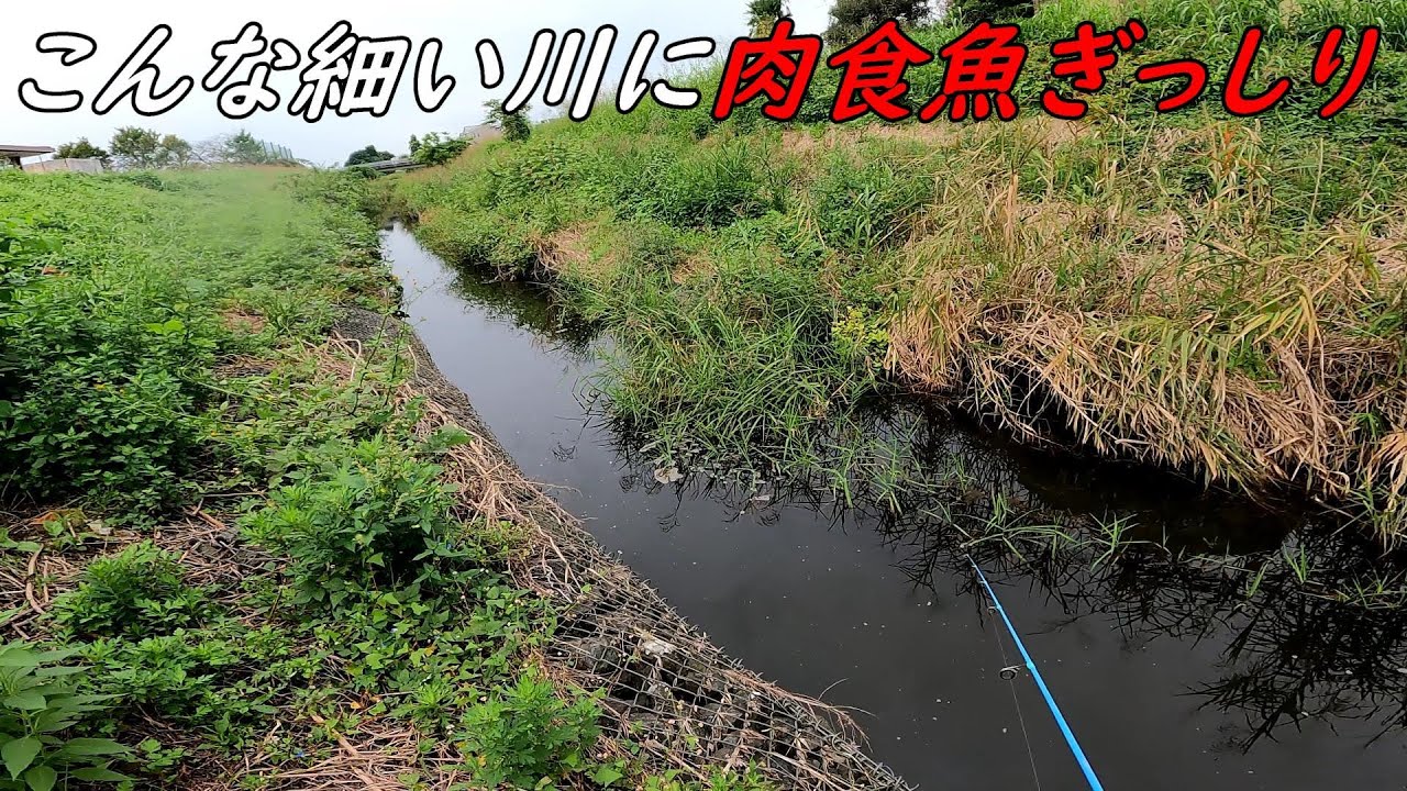 この細い川に肉食魚ぎっしり過ぎてヤバい!!