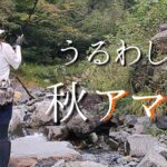 渓流釣りラスト釣行！輝くオレンジの極上アマゴ