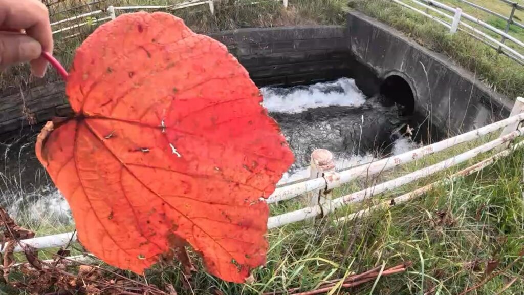 豊平川にある用水路で秋に釣りした結果…