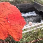 豊平川にある用水路で秋に釣りした結果…