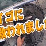 【浜名湖　釣り】アイゴに救われました