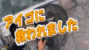 【浜名湖 釣り】アイゴに救われました