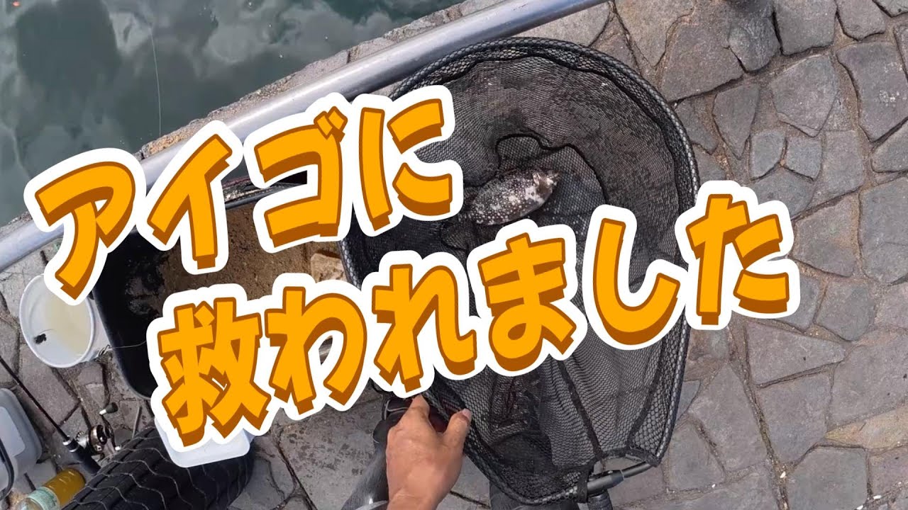 【浜名湖　釣り】アイゴに救われました
