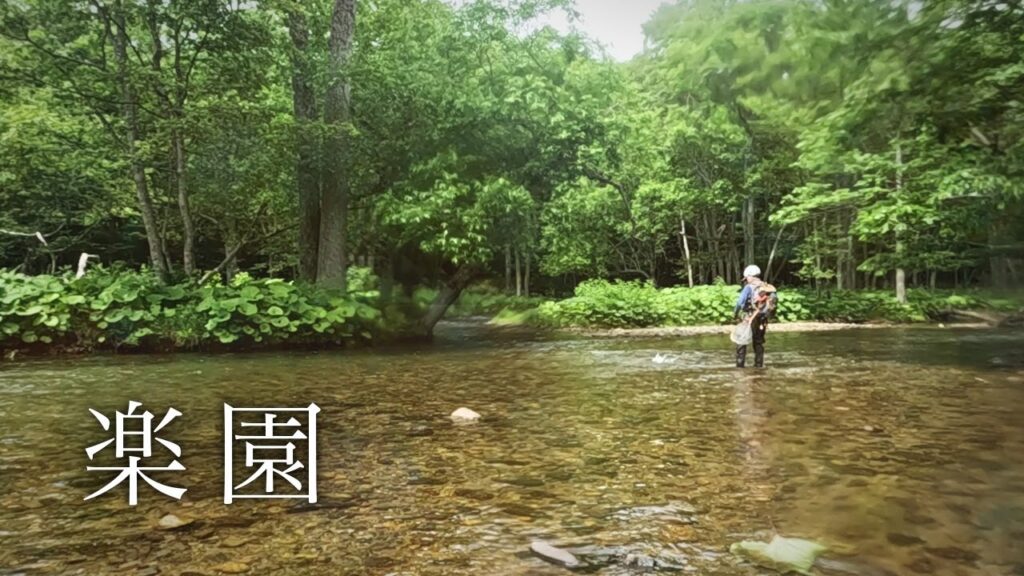 最高の季節に、オショロコマの楽園へ【北海道渓流釣り】
