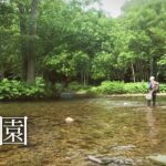 最高の季節に、オショロコマの楽園へ【北海道渓流釣り】