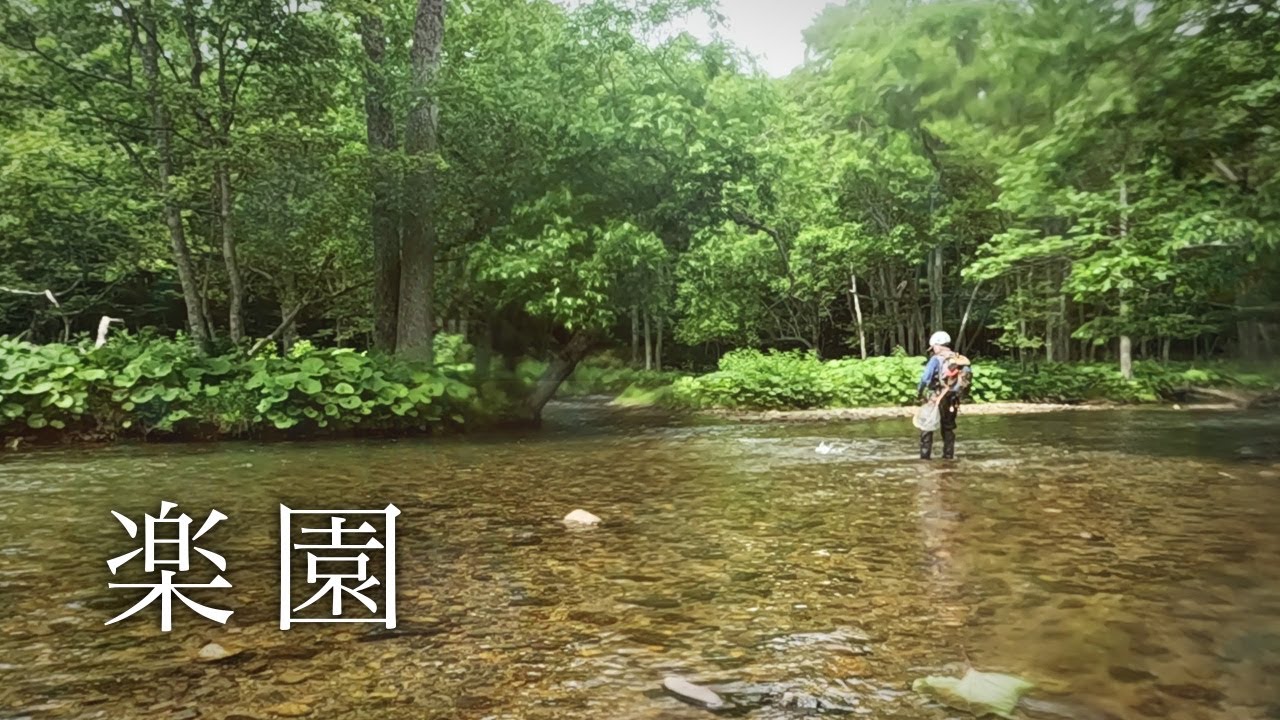 最高の季節に、オショロコマの楽園へ【北海道渓流釣り】