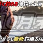 【ここはアオリ安定！】ヤエン釣り【若狭高浜海釣り公園はイカが濃い！】福井県