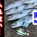 【南港魚つり園速報】午後時合いサゴシ入れ食い！（大阪湾ショアジギング）