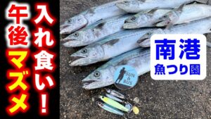 【南港魚つり園速報】午後時合いサゴシ入れ食い！（大阪湾ショアジギング）