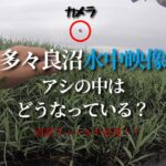 【水中映像】葦（アシ）の中はこうなっていた… 多々良沼が見せるカバーの奥のひみつ