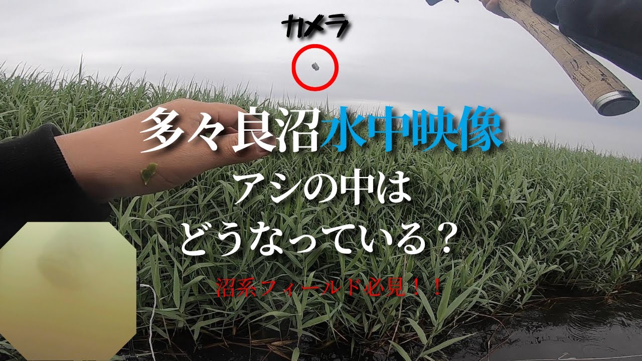 【水中映像】葦(アシ)の中はこうなっていた… 多々良沼が見せるカバーの奥のひみつ