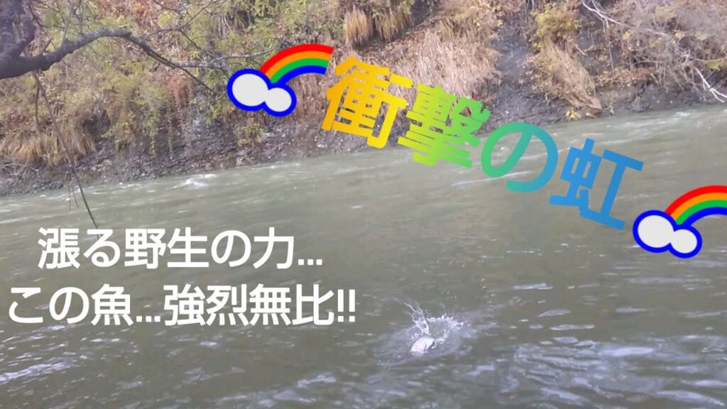 北海道 渓流釣り 豊平川 増水後の河川には衝撃の虹がいる…