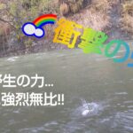 北海道 渓流釣り 豊平川 増水後の河川には衝撃の虹がいる…