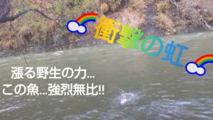 北海道 渓流釣り 豊平川 増水後の河川には衝撃の虹がいる…