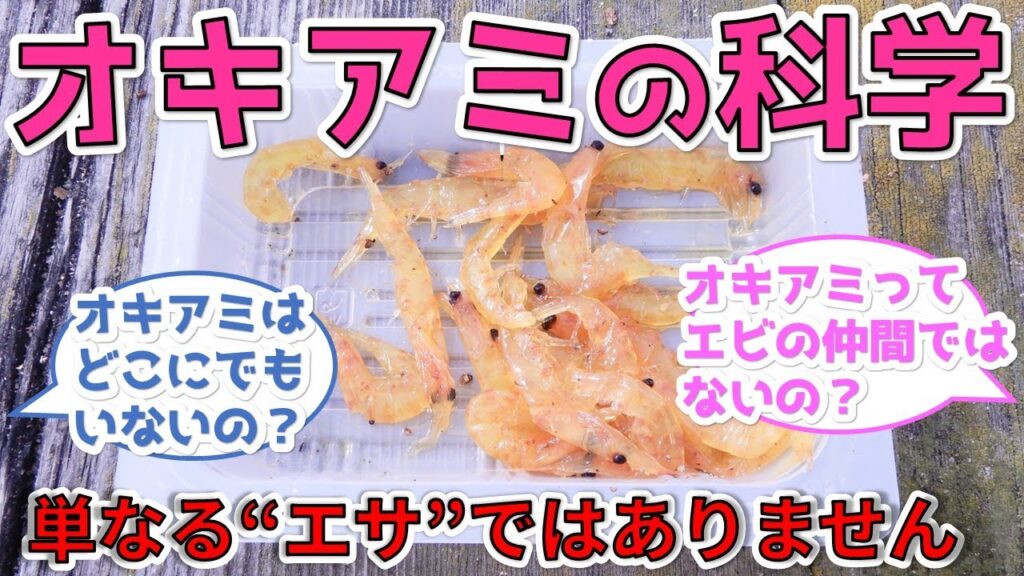 【オキアミの科学】海釣りの世界に革命をもたらした、極地の海に棲む小さな甲殻類の秘密