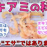 【オキアミの科学】海釣りの世界に革命をもたらした、極地の海に棲む小さな甲殻類の秘密