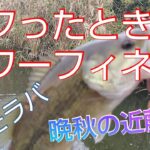 【晩秋のバス釣り】【近藤沼】水温低下でタフったのでパワーフィネスの出番！