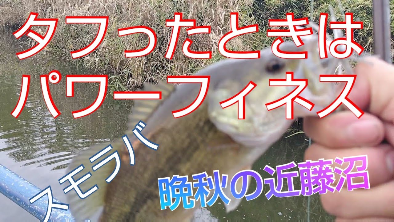 【晩秋のバス釣り】【近藤沼】水温低下でタフったのでパワーフィネスの出番!