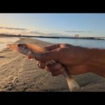 本日超最速📢デカいシロギスが…【浜名湖弁天島海浜公園】🐟