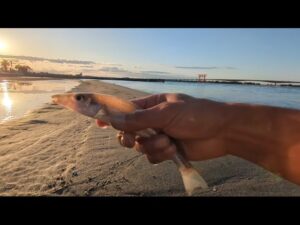 本日超最速📢デカいシロギスが…【浜名湖弁天島海浜公園】🐟