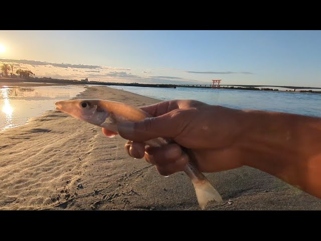 本日超最速📢デカいシロギスが…【浜名湖弁天島海浜公園】🐟