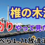 ⚡新べら放流済み『椎の木湖』底釣りやって見たぁ～✨