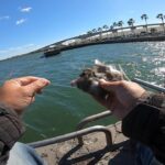 【爆風の浜名湖でかぶせ釣り】釣り/海釣り/かぶせ釣り/浜名湖/表浜名湖/新居海釣り公園/クロダイ/ヘダイ/イシダイ/コブダイ/サンバソウ/グレ/メジナ/シマイサキ/カワハギ