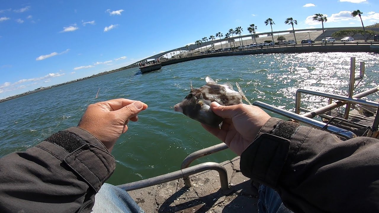【爆風の浜名湖でかぶせ釣り】釣り/海釣り/かぶせ釣り/浜名湖/表浜名湖/新居海釣り公園/クロダイ/ヘダイ/イシダイ/コブダイ/サンバソウ/グレ/メジナ/シマイサキ/カワハギ