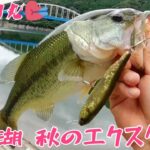 バス釣り❤️秋の丹沢湖 オカッパリ❤️トップウォーター