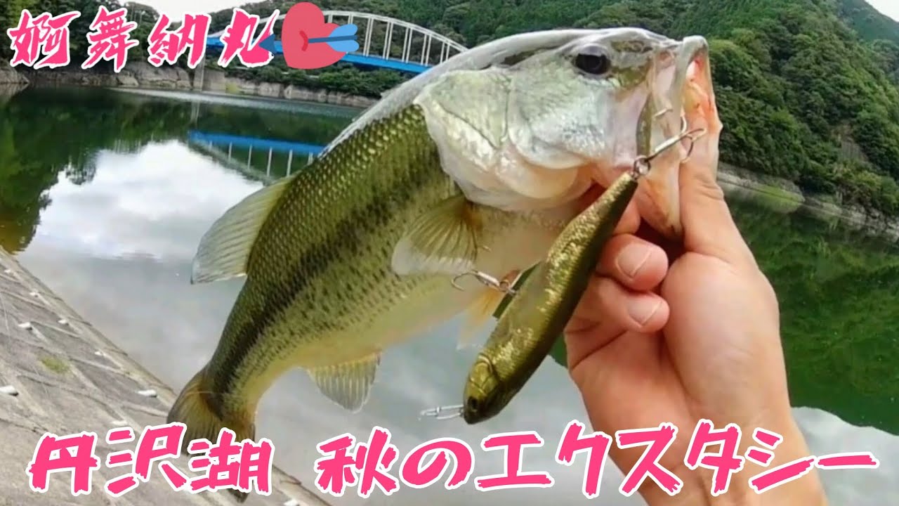 バス釣り❤️秋の丹沢湖 オカッパリ❤️トップウォーター