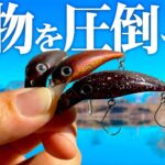【圧倒的実績】管釣りの大物を狂わせる為に検証を重ねた結果...【大型赤身特化カラー】【エリアトラウト】【管理釣り場】