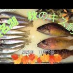 2025年秋のキス釣り【浜名湖釣り】　＃キス釣り　＃浜名湖釣り