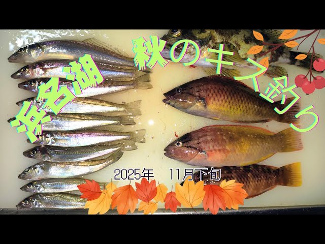 2025年秋のキス釣り【浜名湖釣り】　＃キス釣り　＃浜名湖釣り