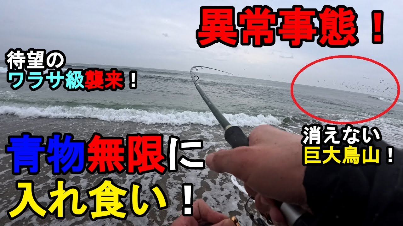 【茨城県某所】晩秋の海で異常事態発生!特大青物無限に入れ食い!関東地方の太平洋側に面している砂浜エリア(鹿島灘サーフ)で、ルアー釣りのショアジギングの特訓をしていたら…!【2025年11月中旬〜下旬】