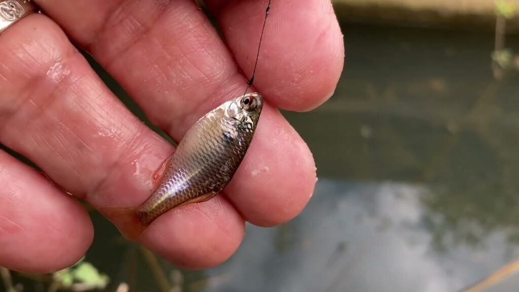 手賀沼のホソでタナゴが50匹釣れた日曜日