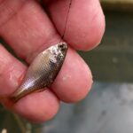 手賀沼のホソでタナゴが50匹釣れた日曜日