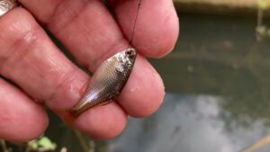 手賀沼のホソでタナゴが50匹釣れた日曜日