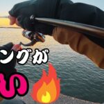 【遠州灘】激混みの漁港で誰も狙ってない魚を狙ってみたら・・・