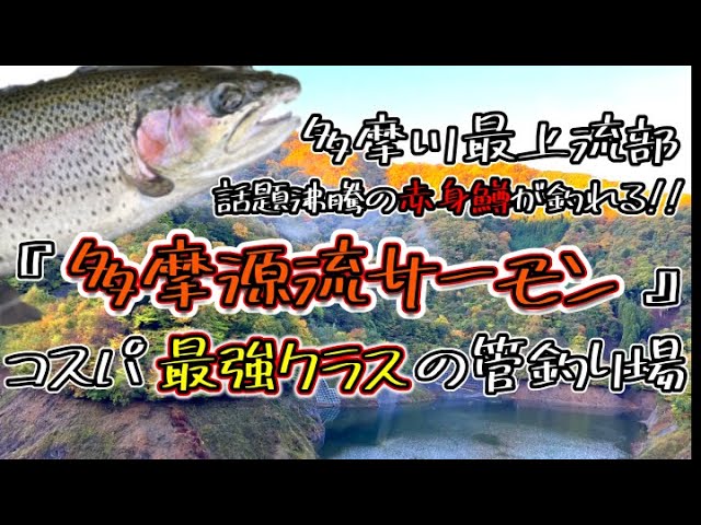 【管理釣り場】小菅フィッシングヴィレッジで話題の赤身サーモンを狙ってきた!!